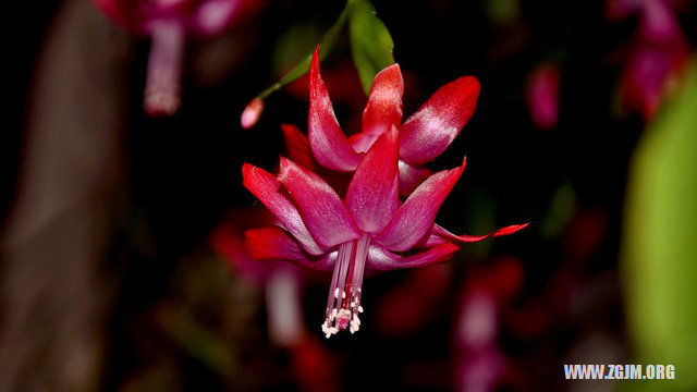 夢見擀麵條_周公解夢夢到擀麵條是什麼意思_做夢夢見擀麵條好不好_周公解夢官網