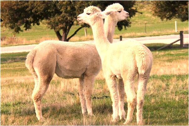 夢見看見好的河像海那樣藍是什麼啟示_周公解夢官網