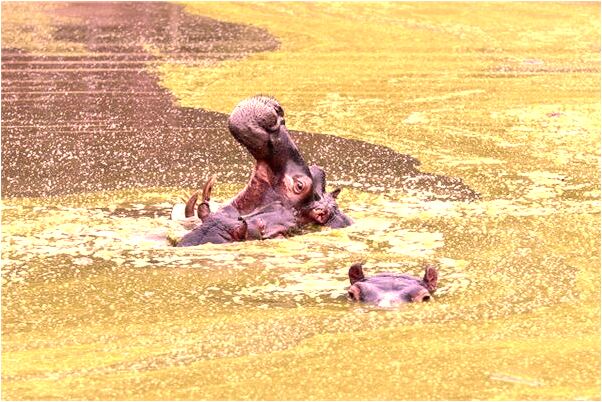 夢到了大浪沖走別人是什麼意思？_周公解夢官網