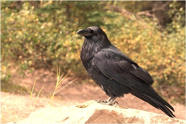 夢見掉了顆牙預示了什麼_周公解夢官網