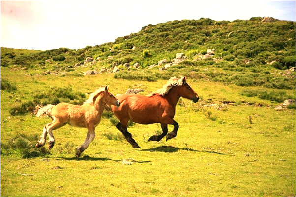 夢到了貓吃狗有什麼意義嗎_周公解夢官網