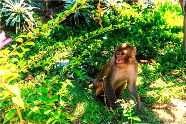 夢到很多穿白衣服的人意味什麼_周公解夢官網