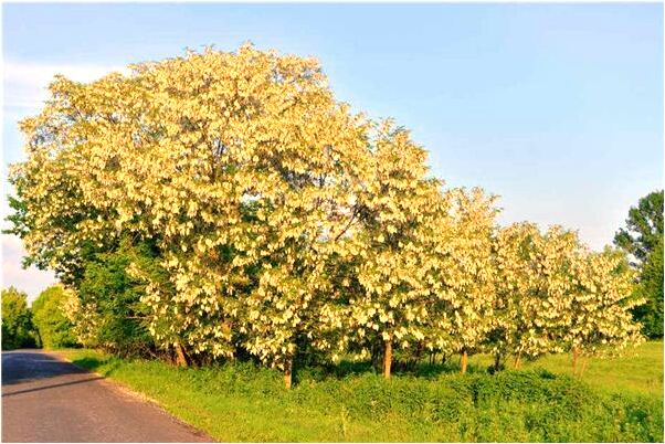 夢到大風進房間怎么說_周公解夢官網