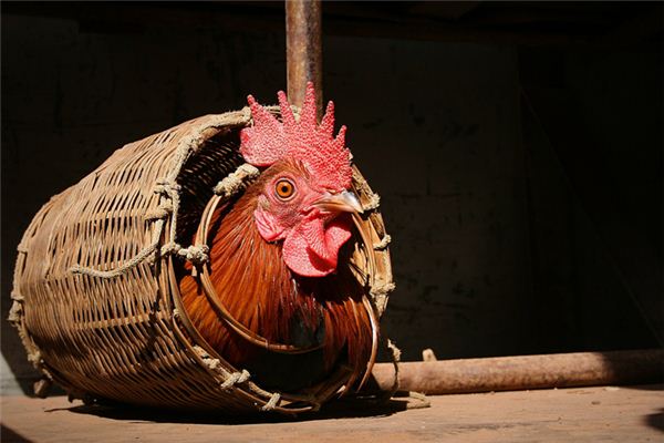 1969年屬什麼，命運如何？_十二生肖