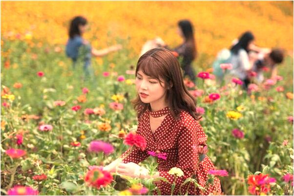 夢見墳墓地有桃花盛開意味什麼_周公解夢官網