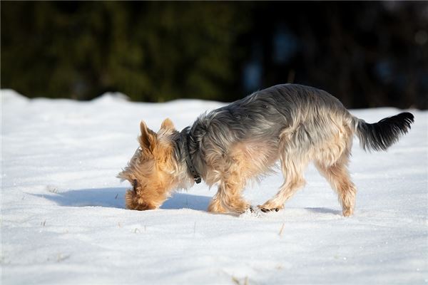 夢見狗活了是好是壞_周公解夢
