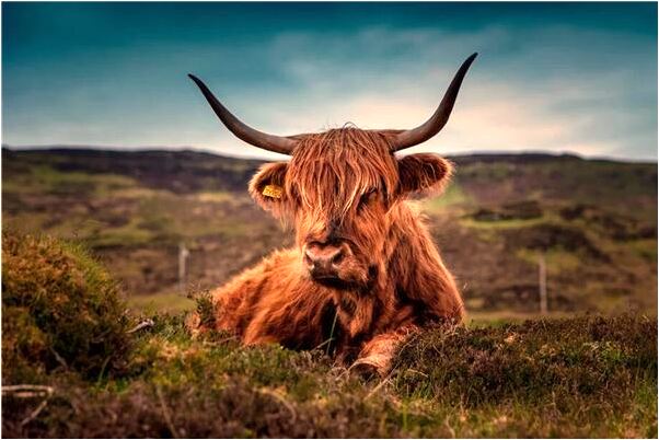 夢見報警救人預示了什麼_周公解夢官網