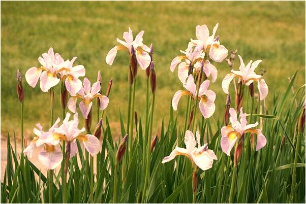 夢到了朋友暈倒有什麼徵兆_周公解夢官網