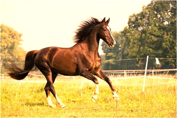 夢見自己在樹林挖到好多硬幣代表著什麼_周公解夢官網