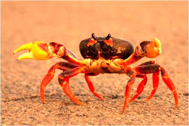 夢見河裡漲洪水有什麼意思_周公解夢官網