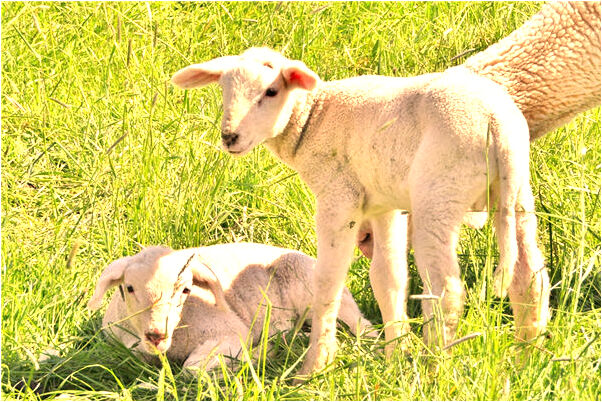 夢見把衣服送給弟媳婦意味著什麼_周公解夢官網