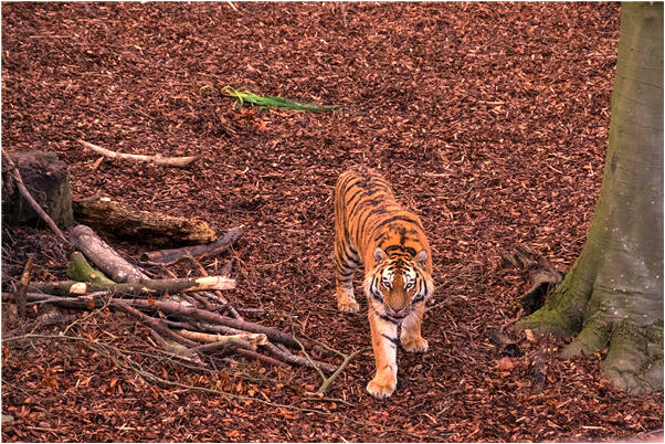 夢到女友懷孕了不是我的會是什麼預兆_周公解夢官網