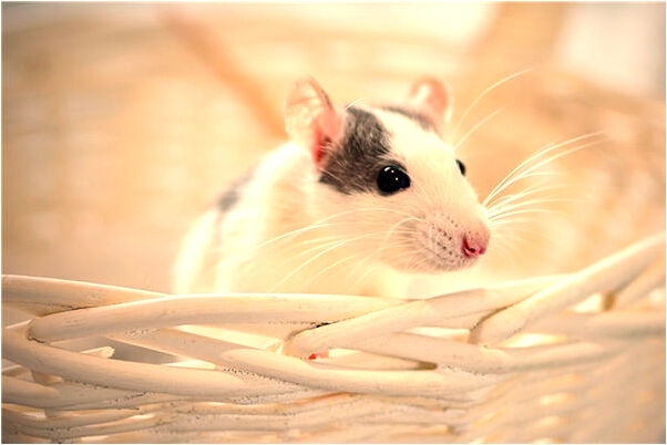 夢到了河邊參加活動水裡有烏龜有什麼寓意嗎？_周公解夢官網