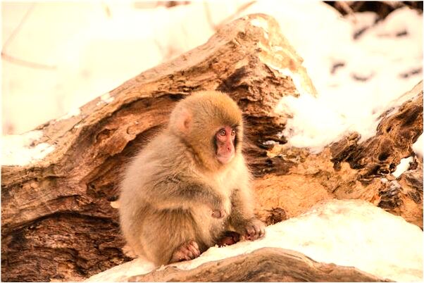 夢到山上有晚霞有什麼預兆_周公解夢官網