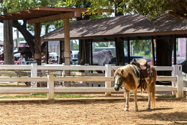 2014年是什麼年_十二生肖
