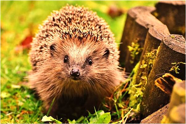 夢見自己迴光返照是咋回事_周公解夢官網