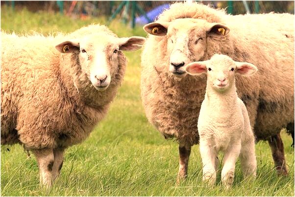 夢見自己壘青磚有什麼意思嗎_周公解夢官網