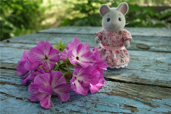 屬鼠的佩戴什麼招財_十二生肖