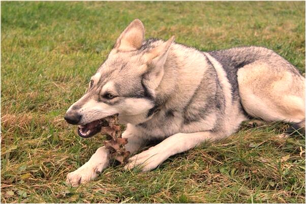 夢見爸爸破產是什麼意思_周公解夢官網