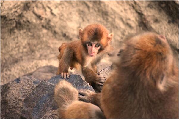 夢見拜佛磕大頭有什麼寓意嗎？_周公解夢官網