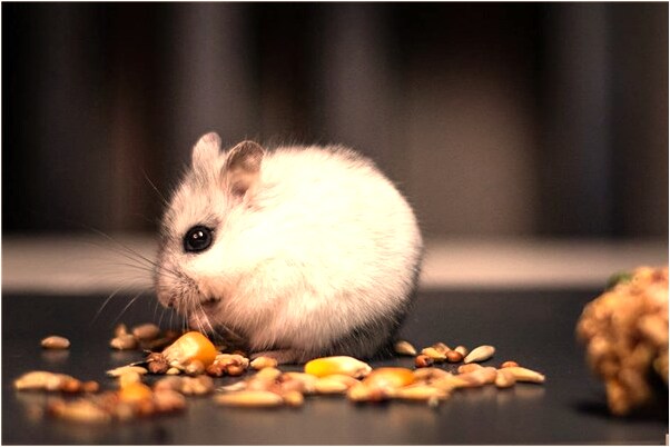 夢到了撿到手機了是啥預兆_周公解夢官網