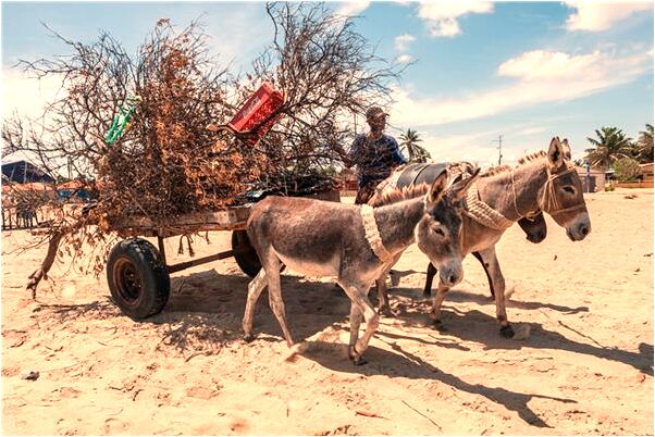 夢到被春生追是吉兆嗎?_周公解夢官網