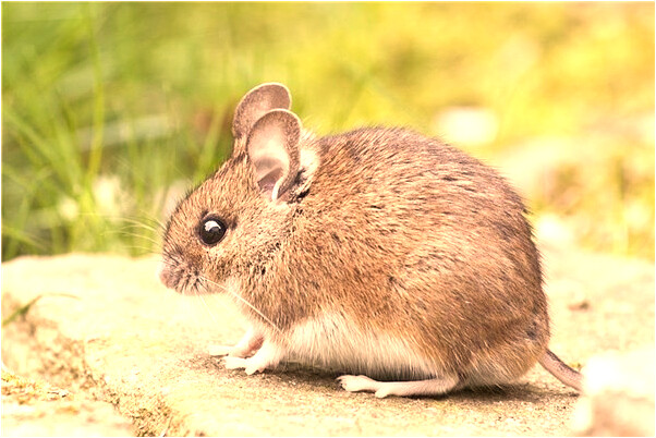 夢到街上熱鬧非凡預示了什麼_周公解夢官網