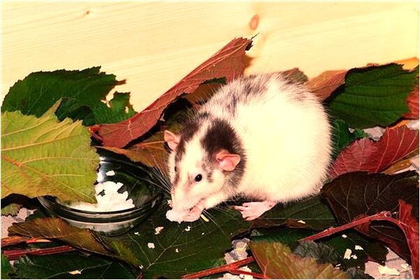 夢到了租的房子裡有兩口井是什麼預兆？_周公解夢官網