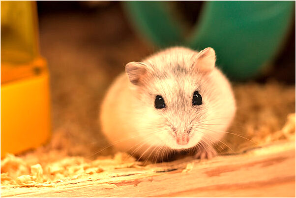 夢到了連著兩天和男朋友在一起預兆了什麼嗎_周公解夢官網