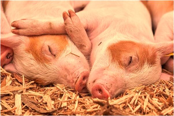 夢到鬼給自己做飯自己吃了有什麼寓意嗎？_周公解夢官網