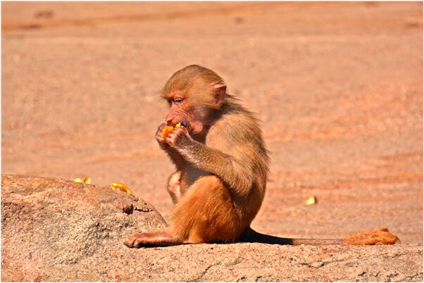 夢到親戚的母親去世有什麼寓意嗎_周公解夢官網