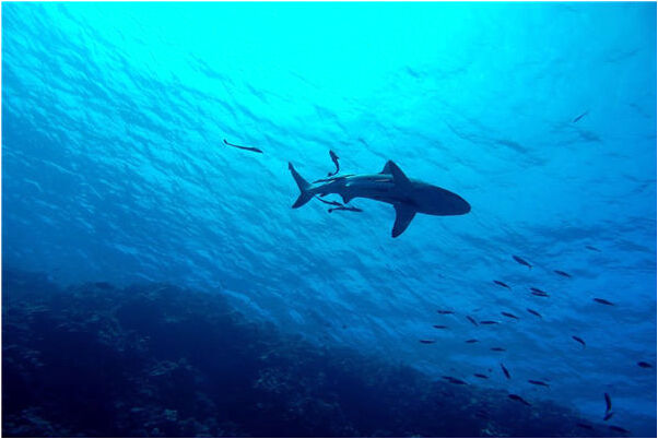 夢到手機摔碎了有什麼預示嗎_周公解夢官網