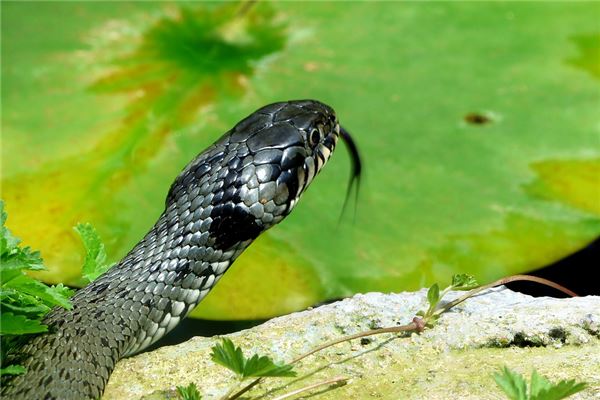 1965年蛇在2021年如何_十二生肖