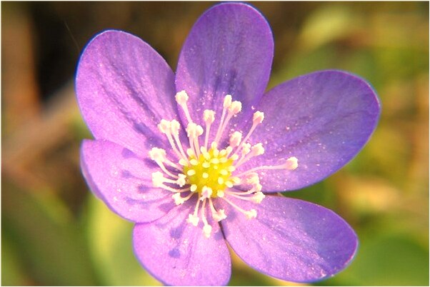 夢見一個八人抬的大轎是凶兆還是吉兆_周公解夢官網