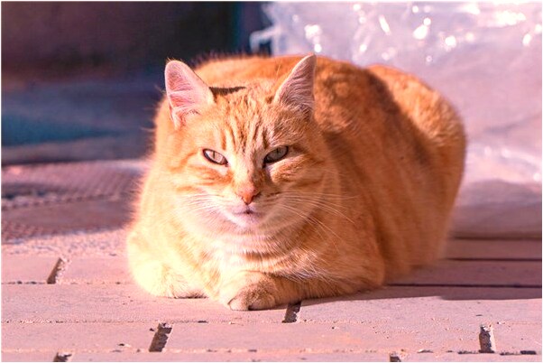 夢到腳上踩屎什麼預兆_周公解夢官網