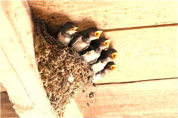 夢見打死飛魚有什麼意義嗎_周公解夢官網