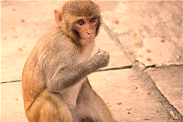 夢到理髮是預示著什麼_周公解夢官網