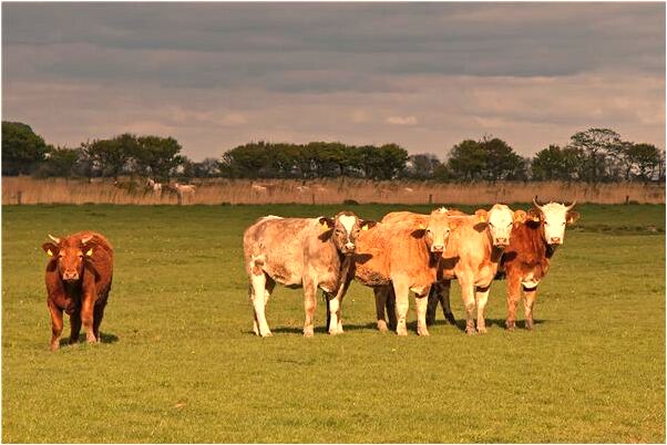 夢到了抓獵物的預兆_周公解夢官網