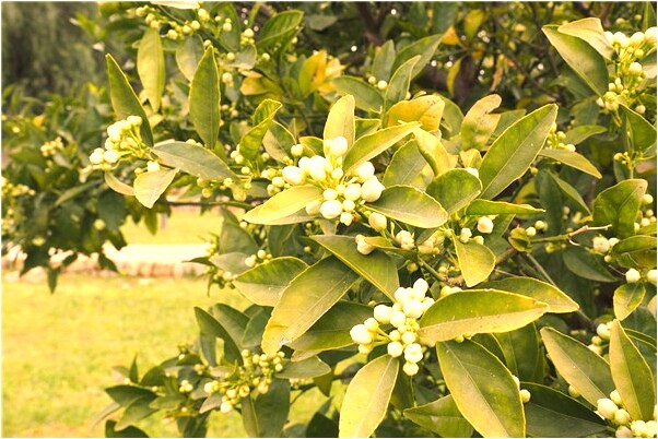 夢到家人掉進河裡代表著什麼_周公解夢官網