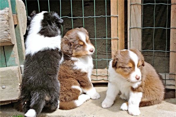 夢到了3隻狗怎么說_周公解夢