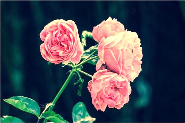 夢到了自己身高比老闆高有什麼說法_周公解夢官網