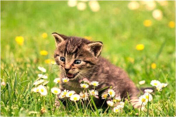 夢到了與過世的外公玩得很開心是什麼預兆？_周公解夢官網