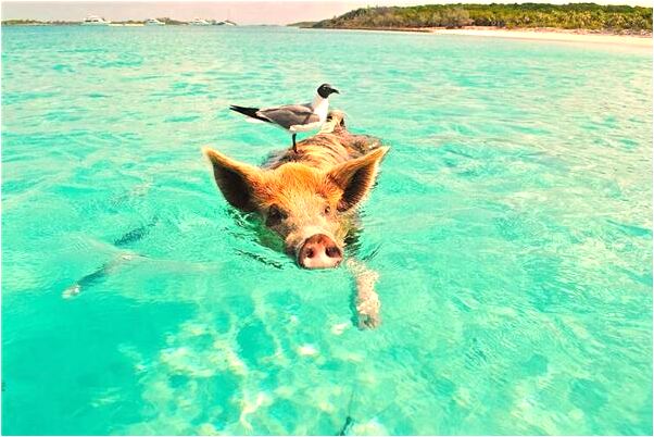 夢見夢家家裡的寵物狗跑出去了會是什麼預兆_周公解夢官網