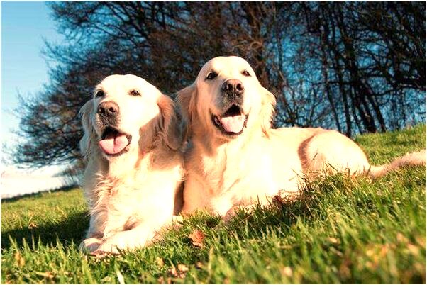 夢見胖豬站起來了意味著什麼_周公解夢官網