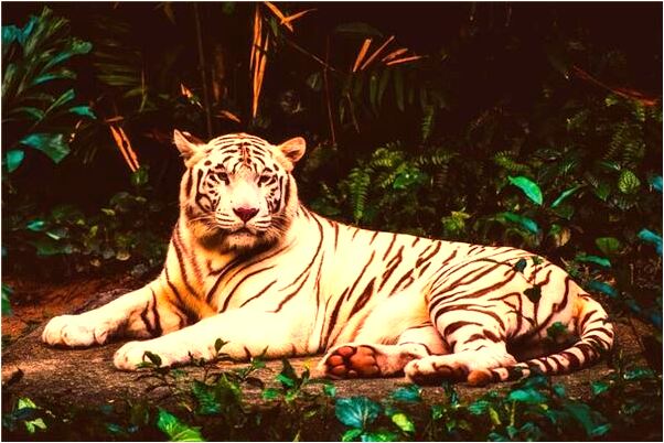 夢見新婆婆穿死去婆婆的衣服是好的徵兆嗎_周公解夢官網