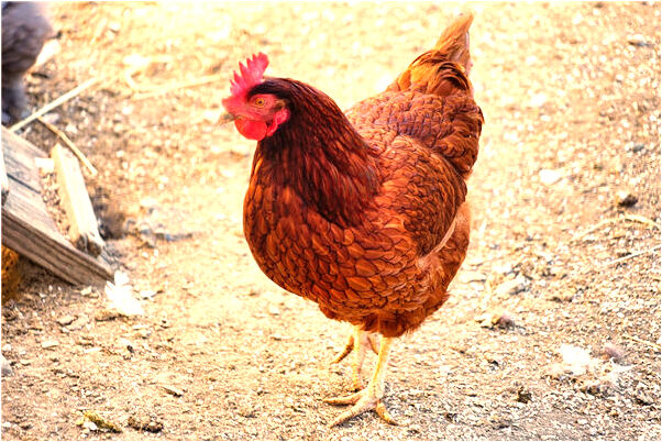 夢到別人給我吃壞蘋果是什麼意思？_周公解夢官網