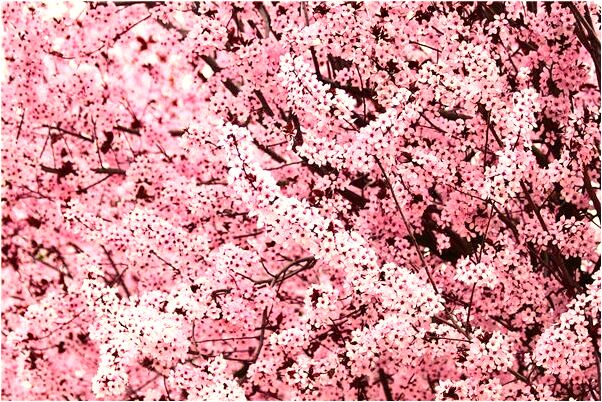 夢到彌勒佛像怎么說_周公解夢官網