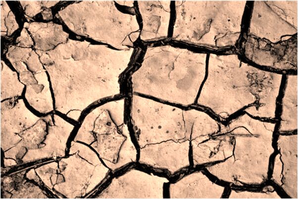 夢到了蜘蛛屍體預示了什麼_周公解夢官網