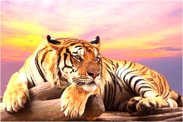 夢見手掌受傷包紮起來但是沒血好不好_周公解夢官網