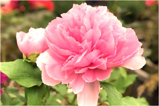 夢到了我抱著雙胞胎男孩是什麼意思_周公解夢官網